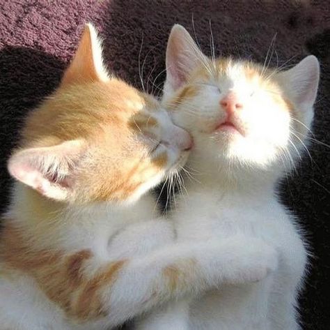 cat kiss by Celine.Q, via Flickr Rudy Kot, Koci Humor, Haiwan Peliharaan, Cat Aesthetic, Cute Cats And Kittens, Silly Cats, Cute Kittens, Pretty Cats