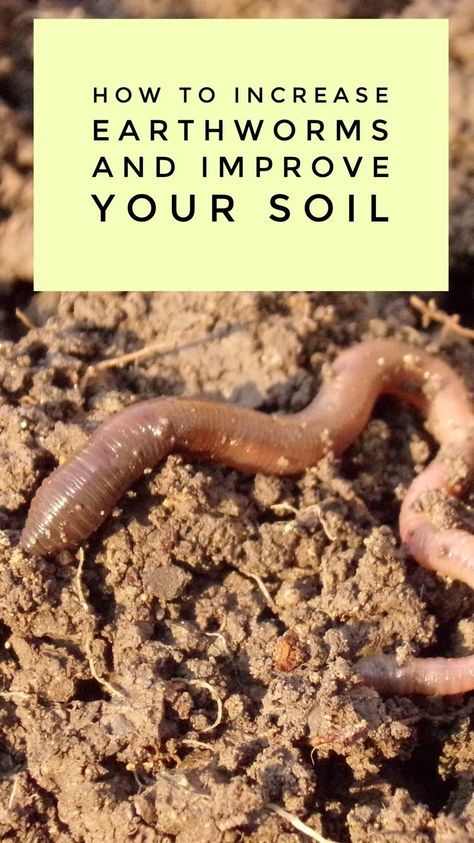 How to get more earthworms in your garden and compost. Earthworms can improve soil quality. Organic Insecticide, Organic Pesticide, Improve Soil Quality, Worm Composting, Organic Vegetable Garden, Garden Compost, Seed Germination, Organic Soil, Earthworms