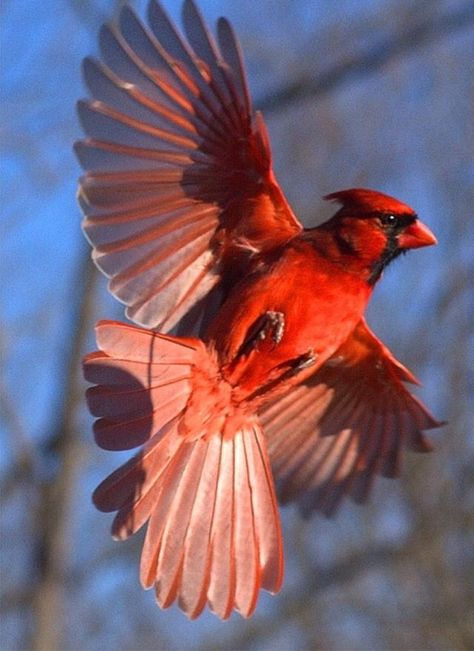 Red Bird Tattoo, Cardinal Drawing, Red Bird Tattoos, Tattoo Beautiful, Bird Tattoo, Cardinal Birds, Red Bird, Wow Art, Backyard Birds