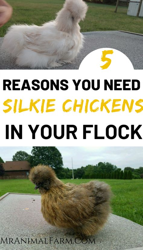 Permaculture, Silke Chicken, Silkie Chickens Baby, Silkie Chicken Coop, Silkies Chickens, Silkie Chickens Coop, Chickens Backyard Breeds, Silkie Chickens Colors, Silky Chicken