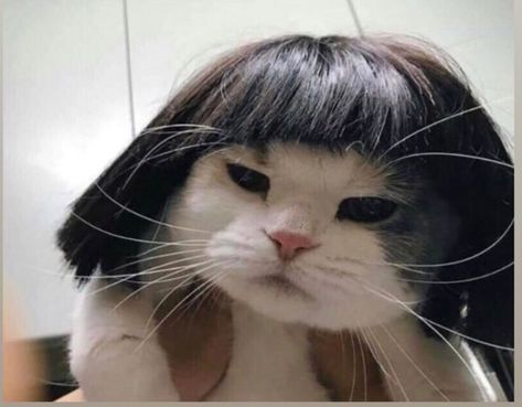 The cat has better hair than me Gatto Carino, Koci Humor, Haiwan Lucu, Meme Gato, Haiwan Peliharaan, Cat Aesthetic, صور مضحكة, Alam Semula Jadi