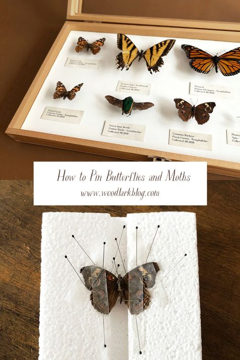 How to Pin and Preserve Butterflies and Moths for Display – Woodlark Blog – Woodlark How To Pin A Butterfly, How To Display Butterflies, How To Preserve A Butterfly, How To Mount Butterflies, How To Preserve Insects, Butterfly Collection Display, Insect Taxidermy Diy, How To Preserve Butterflies, How To Pin Butterflies