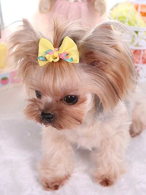 3pcs Bow Shaped Pet Hair Tie | SHEIN USA Hair Ties, Nature, Baby Animals, Beautiful Photos Of Nature, Hair Tie, Dog Hair, Cute Dog, Beautiful Photos, Pet Hair