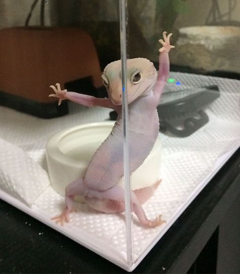 Silly Animal Pictures, Cute Gecko, Cute Lizard, Söt Katt, Cute Small Animals, Cute Reptiles, Cute Animals Puppies, Silly Cats Pictures, Animale Rare