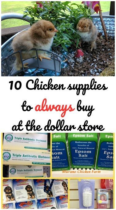 10 common chicken supplies that you can buy at the dollar store. Chicken Supplies, Raising Chicken, Raising Chicks, Portable Chicken Coop, Backyard Chicken Farming, Homestead Chickens, Chicken Health, Chicken Life, Chicken Run