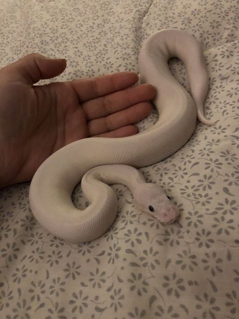 Snake Inclosers Ideas, Pet Python, Snakes Pet, Cute Animal Pfp, Aesthetic Snake, Baby Reptile, Baby Ball Python, Happy Husky, Animal Pfp