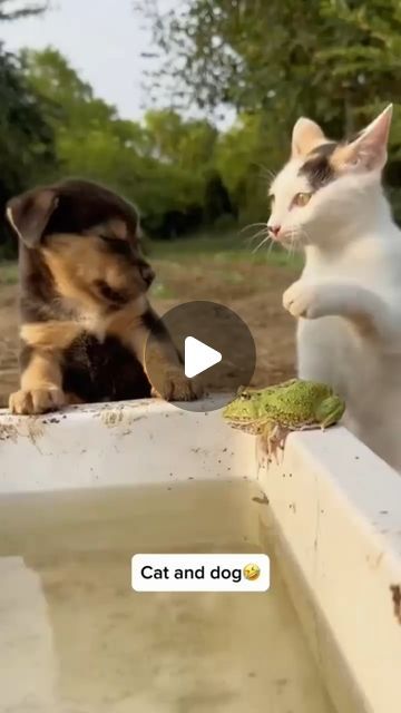 animal on Instagram: "#fyp #cat #dog #animals #gading69" Animal Humor Hilarious, Funny Zoo Animals, Funny Dogs Videos Hilarious, Animal Funny Videos, Funny Animal Pictures Hilarious, Animal Videos Funny, Funny Dogs And Cats, Silly Animal Pictures, Cat Videos Funny