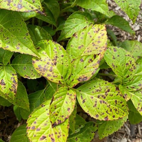 Black Spots On Hydrangea Leaves, Hydrangea And Hostas Landscaping, Spots On Hydrangea Leaves, Endless Summer Hydrangea Care, Limelight Hydrangea Landscaping, Hydrangea Diseases, Limelight Hydrangea Tree, Mountain Hydrangea, Hydrangea Plant Care