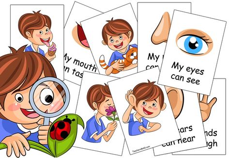 If you want to help your preschoolers learn about the five senses having sorting cards they mix-and-match is a great way to do so! Five Senses Activity, Senses Activity, Five Senses Worksheet, Five Senses Preschool, Free Teacher Printables, Shape Sorting Activities, 5 Senses Activities, Senses Preschool, Body Parts Preschool