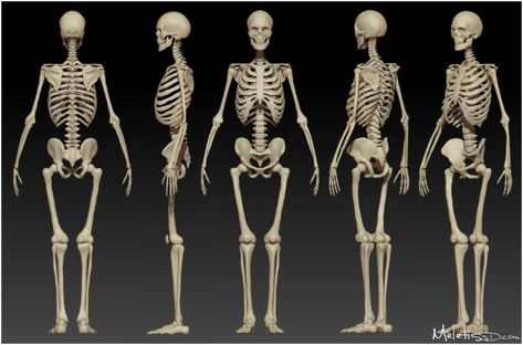 Human Skeleton Anatomy, Female Skeleton, Skeleton Anatomy, Skeleton Drawings, Human Body Anatomy, Human Anatomy Drawing, Human Bones, Human Skeleton, Human Anatomy Art