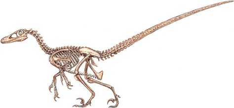 Velociraptor skeleton by Michael Skrepnick Evolution Tattoo, Dinosaur History, Z Tattoo, Dinosaur Tattoos, Skeleton Drawings, Lego Jurassic World, Dinosaur Images, Skeleton Tattoos, Dinosaur Skeleton