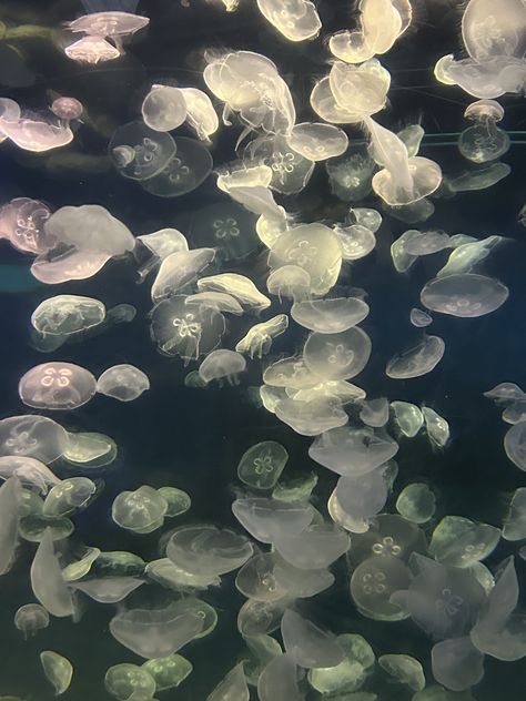 aesthetic pic white jellyfish at aquarium Nature, Aquarium Aesthetic Jellyfish, Jellyfish White, Aquarium Jellyfish, Aquarium Aesthetic, White Jellyfish, Jellyfish Aquarium, Black Cat Aesthetic, Blue Jellyfish