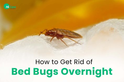 How to Get Rid of Bed Bugs Overnight Bed Bugs How To Get Rid Of, Get Rid Of Bed Bugs, Car Cleaning Services, Cockroach Control, Kill Bed Bugs, Rid Of Bed Bugs, Bird Control, Glue Traps, Bird Netting