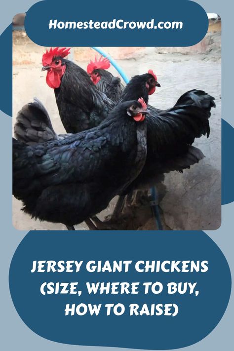 Learn about Jersey Giant Chickens, from their origins to care tips. Understand their size, characteristics, health, coop requirements, and how to raise them. Giant Chicken Coop, Jersey Giant Chickens, Jersey Giant, Giant Chicken, Icy Weather, Meat Birds, Black Chickens, Chicken Health, Giant Breeds