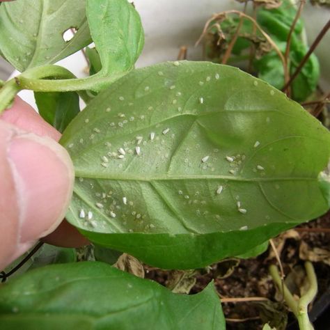 Bugs On Plants, White Bugs On Plants, Plant Based Aesthetic, Plant Tattoos, Slugs In Garden, Organic Insecticide, Squash Plant, Plant Bugs, Plant Insects