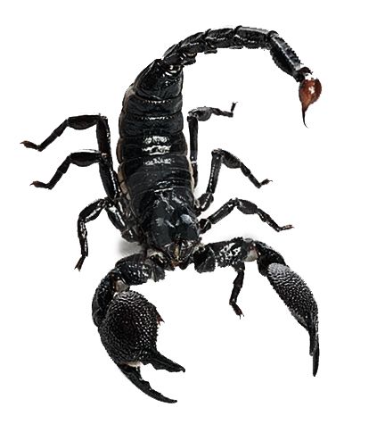 King Scorpion Scorpion Image, Scorpio Tattoo, Scorpion Tattoo, Beautiful Bugs, Creepy Crawlies, Arthropods, Arachnids, Animal Facts, Bugs And Insects