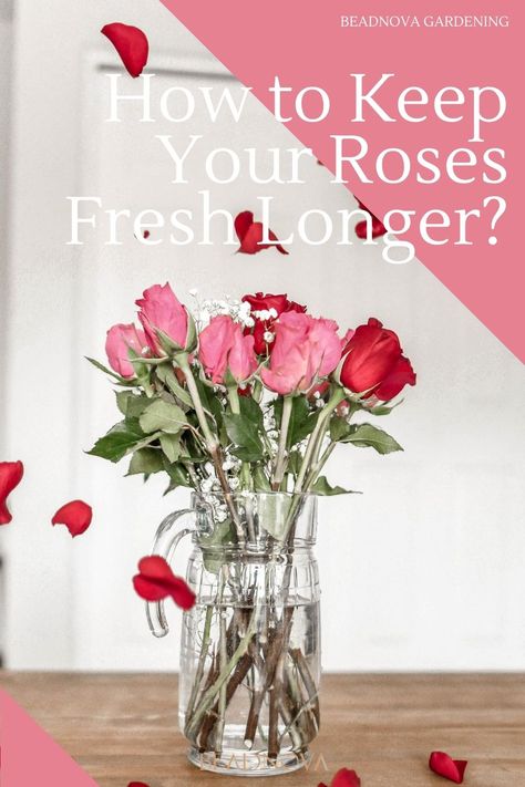 Fresh Roses In A Vase, How To Keep Roses Fresh Longer, How To Make Roses Last Longer, How To Keep Flowers Alive Longer, How To Keep Fresh Flowers Alive Longer, How To Keep Roses Alive Longer Vase, Keep Roses Alive Longer, Roses Vase Arrangement, Rose Bouquet In Vase