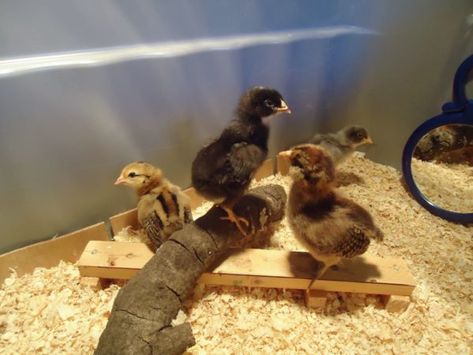 Brooder Ideas, Pet Chickens Breeds, Chick Brooder, Chicken Aesthetic, Chicken Brooder, Baby Chicks Raising, Pet Chicken, Temperature Chart, Chicken Toys