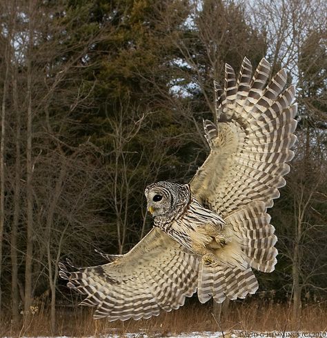 Barred Owl wing flare by Nature's Photo Adventures - David G Hemmings, via Flickr Owl Wings, Awesome Owls, Photo Animaliere, Barred Owl, Owl Photos, Animale Rare, Owl Pictures, Beautiful Owl, Owl Bird