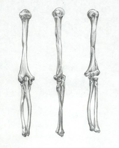 Bones: Humerus, Ulna, Radius by Sefeiren Arm Skeleton Drawing, Skeleton Arm References, Arm Bones Reference, Arm Bones Anatomy, Humerus Bone Anatomy, Arm Bones Drawing, Skeleton Arm Drawing, Bone Sketch, Bones Sketch