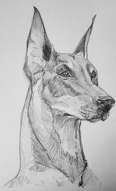 #simple #drawing #easy #sketch #dog #animals #cute #pencil #art Croquis, Doberman Drawing Easy, Doberman Dog Drawing, Cute Pencil Art, Doberman Sketch, Doggo Drawing, Drawing Easy Sketch, Doberman Drawing, Dog Sketch Easy