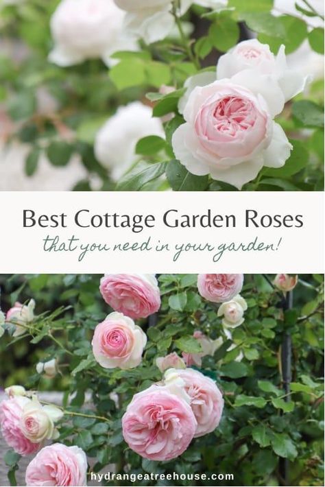 Rose Bushes Front Yard, English Flower Garden Cottage Style, Cottage Style Planters, Pastel Garden Ideas, Rose And Hydrangea Garden, English Garden Plants, Cottage Garden Roses, Rose Hedge, Gardening Wallpaper