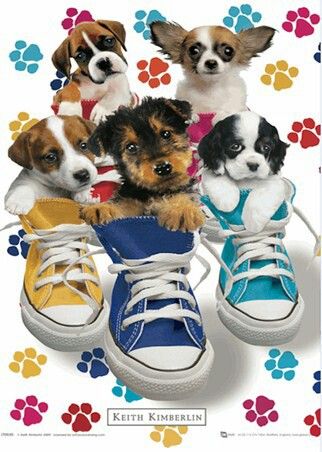 Aww Converse Poster, Dogs Poster, Dog Poster, Dog Lover, Animal Pictures, Rainbow Colors, Reno, Food Animals, Animal Lover