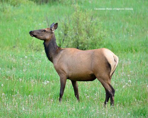 https://flic.kr/p/uzg76e | Cow Elk | I photographed the young cow elk near Kitty Creek.  I saw something in Selways Meadow that I had never seen before, a short eared owl. I have hanging around this wonderful place almost 40 years now and this is the first one I have seen there. I had just crossed a ditch on my 4-wheeler and looked left and here was a short eared owl flying along side of me. No pictures of course but hopefully in the future. Short Eared Owl, Dandelion Garden, Horned Animals, Irish Elk, Cow Elk, Grouse Hunting, Elk Pictures, Owl Flying, Elk Photo