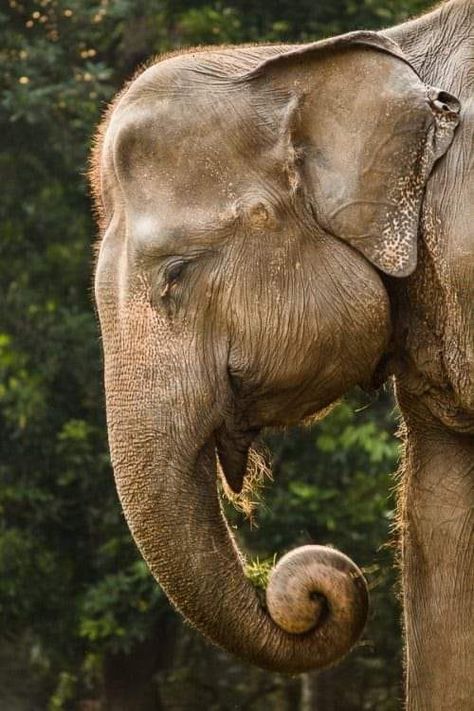 Sumatran Elephant, Elephants Never Forget, Elephants Photos, Hur Man Målar, Nature Tour, Asian Elephant, Save The Elephants, Indian Elephant, Rhinos