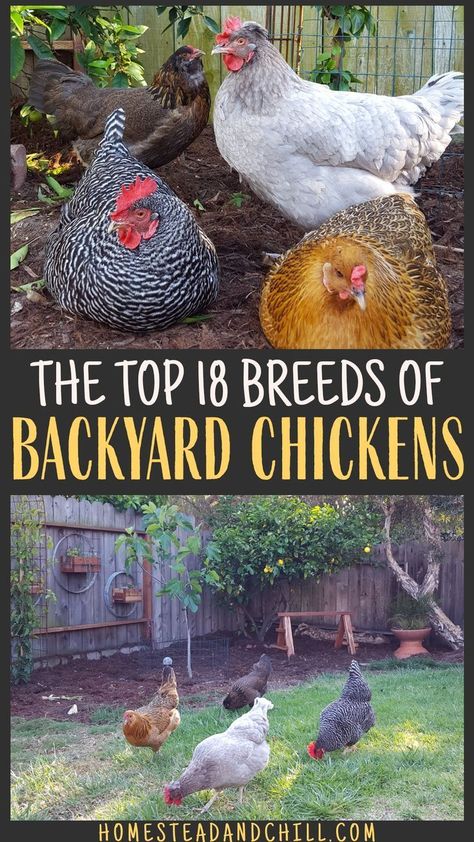Rooster House Diy, Calico Princess Chicken, Asil Chickens, Types Of Chickens And Their Eggs, Americana Chickens Hens, Garden And Chicken Coop Layout, Chicken Breeds With Pictures, Best Laying Chickens, Chickens Backyard Breeds