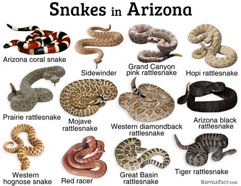 Nature, Snake Identification, Rattlesnake Tattoo, Types Of Snakes, Mojave Rattlesnake, Western Hognose Snake, Vine Snake, Rosy Boa, Danger Noodles