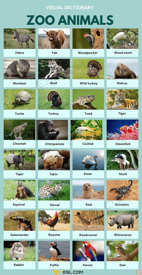 Zoo Animals Zoo Animals Pictures, Zoo Activities Preschool, Zoo Animals Preschool, Animal Pictures For Kids, Animals Around The World, Zoo Activities, English Ideas, Different Types Of Animals, Homeschool Preschool Activities