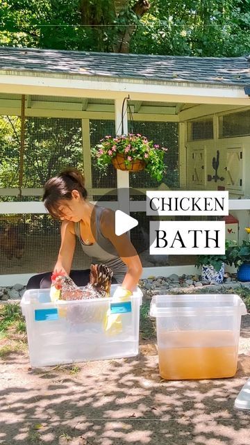 Alysha Whitfield | Bee Jeweled Coop on Instagram: "🐓🛁 Comment “Chicken Bath” to make your own DIY Chicken Tub!

There may come a time when you need to give your chicken a bath: poopy bums, minor injuries, pest control, egg binding are just a few examples!

Nugget had a poopy bum so I’m giving her a quick wash in my DIY tub. 

I love this tub and so do my chickens!

🫶🏼 It’s SAFE (no sharp edges!)
🔒 The lid locks on for extra security
👌🏼 and it’s perfectly sized for my standard sized flock!

Not all chickens love baths like Nugget does. It could take them some time to get used to it. In these cases, your chicken could try to jump out of the tub and you’ll want to make sure she doesn’t get hurt.

🚫 This is why it’s important to ensure your chicken bath does not have sharp edges. 

The Keeping Chickens, Flowers Around Chicken Coop, Chicken Dust Bath Containers, Chicken Bath, Diy Tub, Chicken Coop Decor, Diy Chicken, Chicken Garden, Chicken Diy