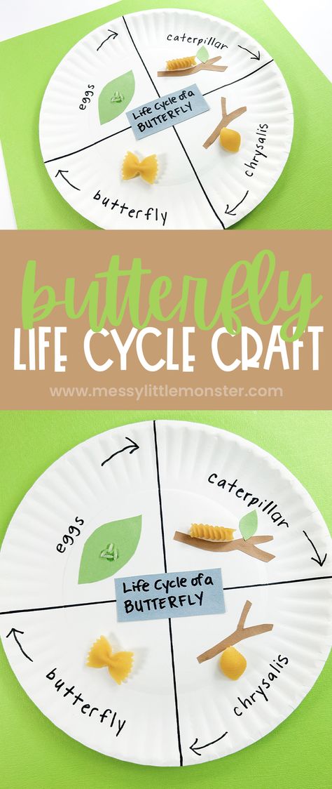 Butterfly Life Cycle Craft for Kids Diy Life Cycle Of A Butterfly, Butterfly Daycare Activities, Montessori, Life Cycle Of Butterflies Preschool, Butterfly Life Cycle Pasta Craft, Caterpillar Life Cycle Craft, Butterfly Life Cycle Craft Kindergarten, Life Cycle Kindergarten Activities, Bug Themed Activities For Kindergarten