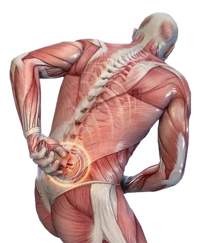 A back muscle strain, pulled muscle, or even muscle tear occurs when your muscle or its tendons are damaged. We often overdo during daily activities. Muscle Tear, Back Muscle, Buisness Ideas, Chronic Migraines, Muscle Strain, Exercise Gym, Abdominal Fat, Muscle Fatigue, Muscle Spasms