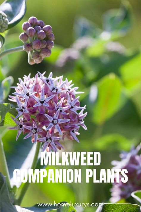 Best Companion Plants For Milkweed: What to plant with milkweedMany gardeners plant milkweed alone in patches, but there are many companion plants that grow well with milkweed and will attract and support more monarchs. Nature, Milkweed Garden, Best Companion Plants, Milkweed Plant, Black Thumb, Companion Plants, Homestead Gardens, The Monarch, Pollinator Garden