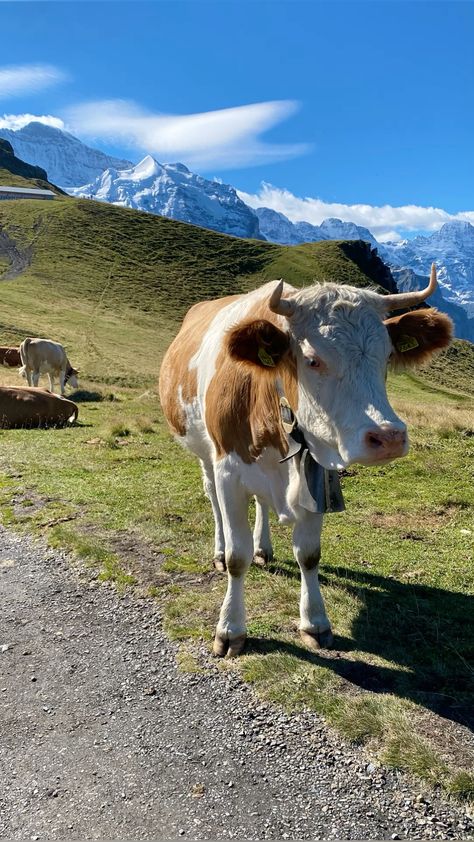 swiss cows Hiking, Travel, Switzerland, Cow, Swiss Cows, Swiss Cow, Switzerland Travel, Vision Board