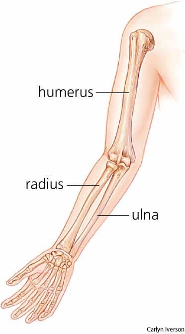 Radius (radial bone) - The shorter of the two long bones of the forearm, extending from the elbow to the wrist; it is the bone on the thumb side of the arm. Elbow Bone Anatomy, Arm Bone Structure, Arm Bone Anatomy, Arms Anatomy Drawing, Arm Bones Anatomy, Radius And Ulna Anatomy, Humerus Bone Anatomy, Long Bone Anatomy, Arm Bones Drawing