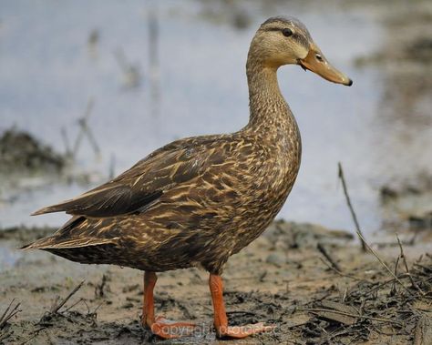 Mottled Duck male Animals, Ducks, Male Duck, Birdy, Beautiful Birds, Birds