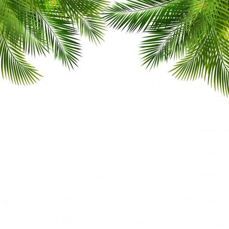 Nature, Green Leafs Wallpaper, Leave Background, White And Green Background, Flyer Design Background, Palm Leaf Background, Palm Leaves Background, Freepik Backgrounds, Banner Template Photoshop