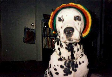 Lou dog <33 #rastafari #Loudog Music, Lou Dog