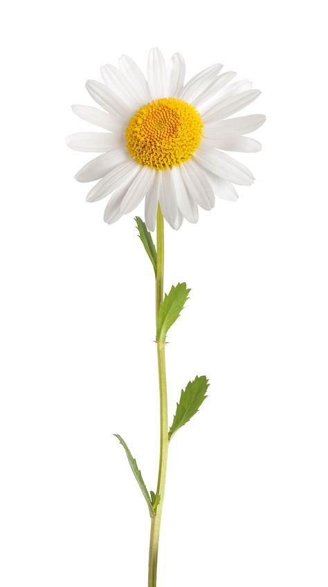 Healing Properties of Daisies Fimo, Daisy Background, Daisy Tattoo, Flower Sleeve, Daisy Love, Happy Flowers, Flower Extract, Birth Flowers, Fotografi Potret
