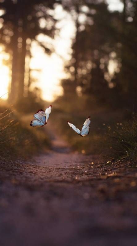 Butterfly Wallpapers - Free by ZEDGE™ Siargao, Alisoncore Aesthetic, Joycore Aesthetic, Nature Photography Ideas, Matka Natura, Belle Nature, Golden Lights, Life Is Strange, Alam Semula Jadi