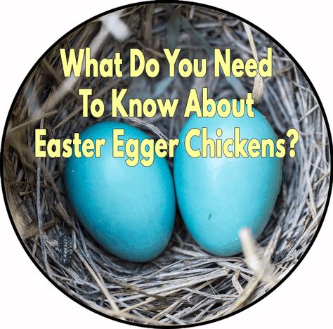 Easter Eggers Chickens, Easter Egger Chicken Eggs, Americauna Chickens, Egg Chickens, Olive Egger Chicken, Chicken Egg Colors, Easter Egger Chicken, Chickens 101, Egg Colors