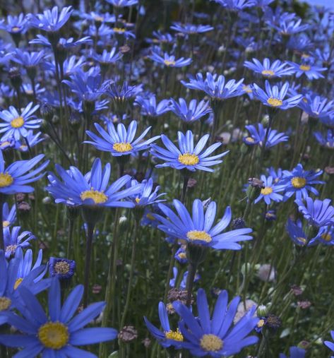 Blue daisy Blue Daisies Aesthetic, Daisy Flower Colors, Different Color Daisies, Blue Daisy Aesthetic, Blue Gerbera Daisy, Quilt Banner, Daisy Flower Purple, Daisy Meaning, Daisy Flower Meaning