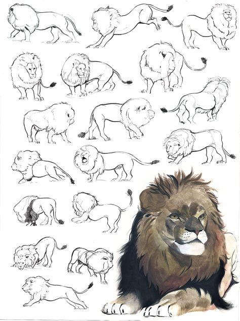 ArtStation - Lion Study, Leahanna Cortes Gesture Drawing, Lion Anatomy, Lion Sketch, Lion Drawing, Nature Sketch, Big Cats Art, Animal Study, Lion Art, Anatomy Drawing