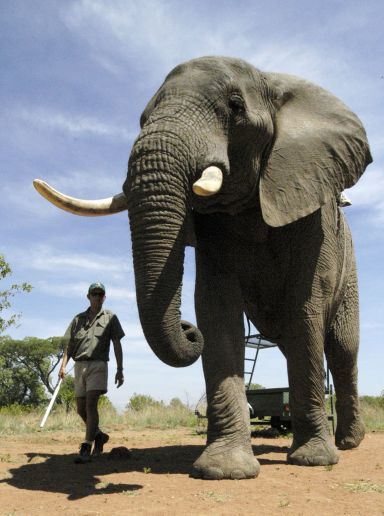 Nature's Giants: 27 of the world's biggest critters | Slideshow | Fox News The African Bush Elephant| Fox News The African Bush Elephant is the largest animal on land. Description from pinterest.com. I searched for this on bing.com/images Nature, What Animal Are You, African Bush Elephant, Biggest Elephant, Elephants Photos, Beneath The Sea, Wild Elephant, Big Animals, Types Of Animals