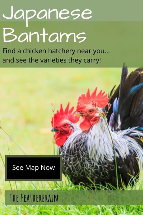 Check out this map that shows nearly all Japanese Bantam breeders in the U.S., and breaks them up by the variety sold! You'll also see what the varieties look like (with videos of hens, roosters, and chicks). Find the perfect backyard breed for you! Japanese Bantam, Bantam Chicken, Chicken Facts, Chickens For Sale, Bantam Chickens, Backyard Flocks, Perfect Backyard, Egg Laying, Backyard Chickens