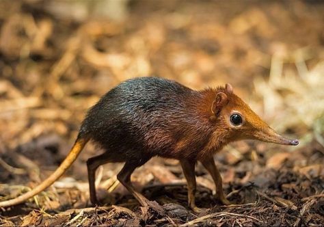 Home / Twitter Rare Animals, Animal Infographic, Elephant Shrew, African Bush Elephant, Animal Reference, Unusual Animals, Endangered Animals, Cute Animals Images, Silly Animals