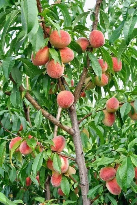 Peach Trees Peach Tree Aesthetic, Peach Tree Care, Fast Growing Fruit Trees, Backyard Orchard, Backyard Food, Mustang Wallpaper, Apricot Tree, Flower Lady, Growing Fruit Trees